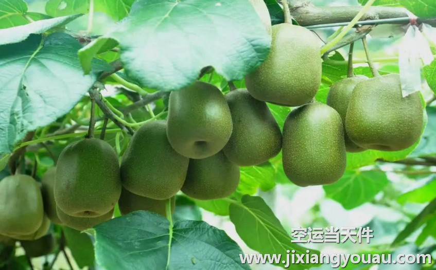 烏魯木齊到重慶江北機(jī)場空運